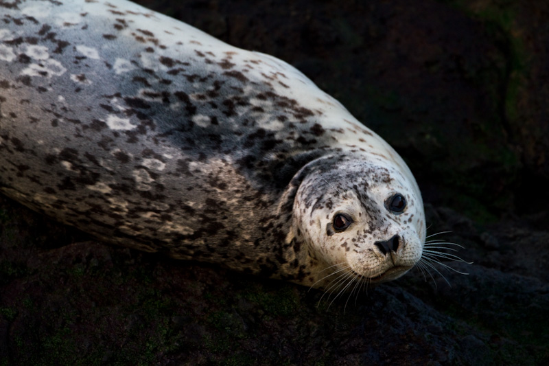 Harbor Seal